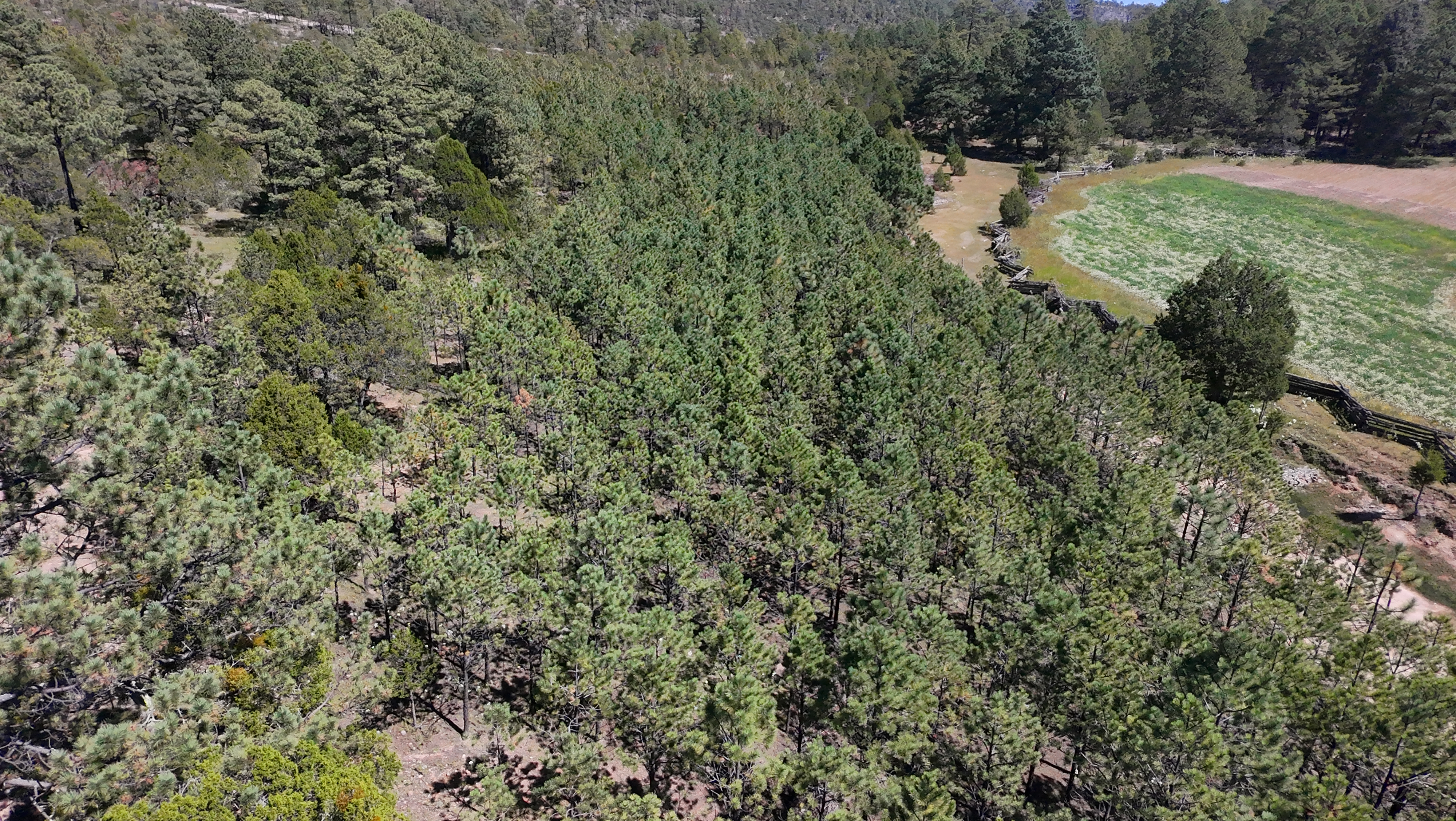 Reforestación Exitosa